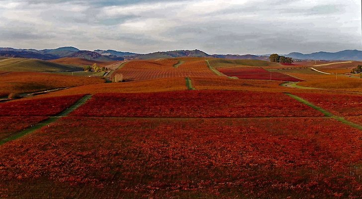fall in the wine county
